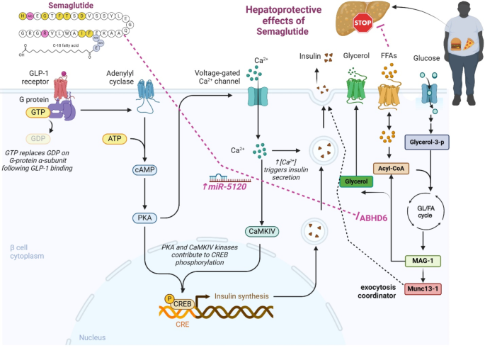 semaglutide pathway Impact of monotherapy and combination therapy with glucagon-like peptide-1  receptor agonists on exosomal and non-exosomal MicroRNA signatures in type  2 diabetes mellitus: a systematic review | Journal of Translational  Medicine