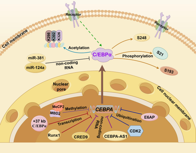 c ebpalpha and hepatic lipid A review of C/EBP α: a potential novel target for solid tumor intervention  | Journal of Translational Medicine