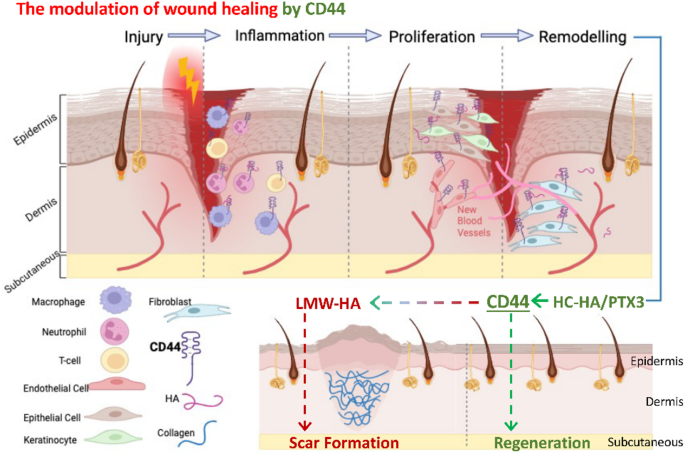 How Does the Papillary Response Prevent Injury: A Vital Defense