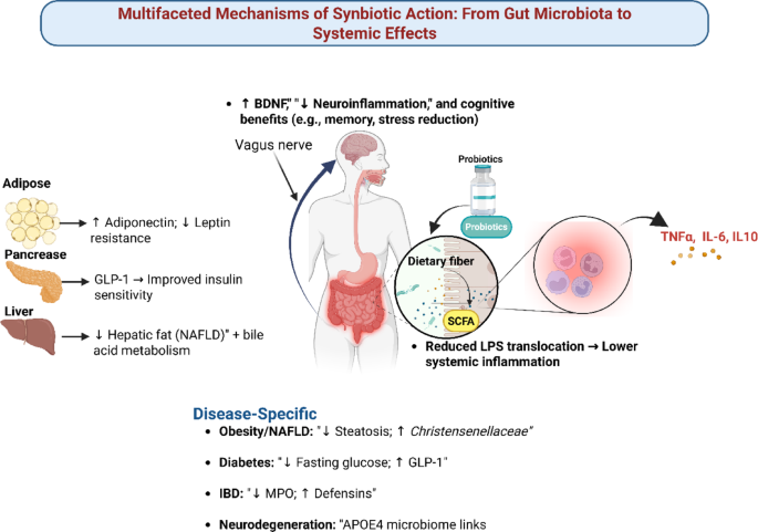 ed schimt glutathione OR | Free Full-Text Synbiotics in Alzheimer's disease: mechanisms,