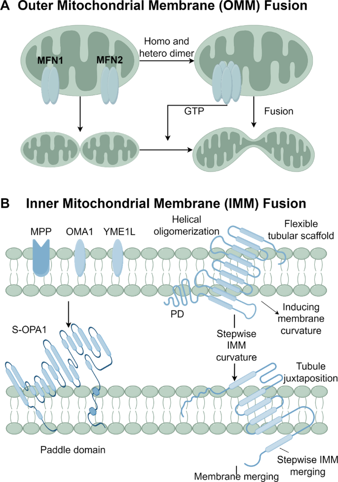 The molecular mechanisms of mitochondrial dynamics and mitophagy and ...