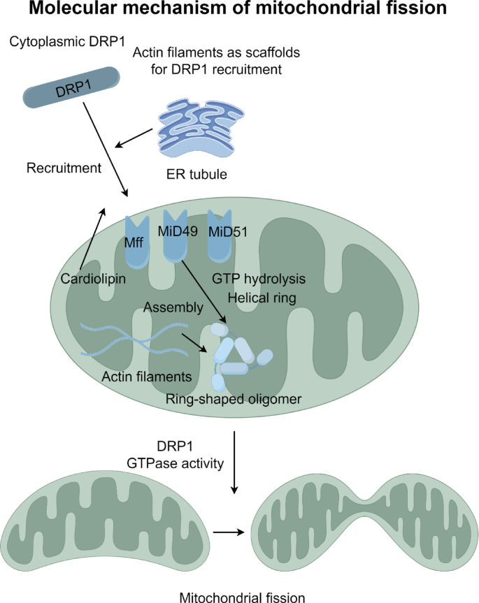 The molecular mechanisms of mitochondrial dynamics and mitophagy and ...