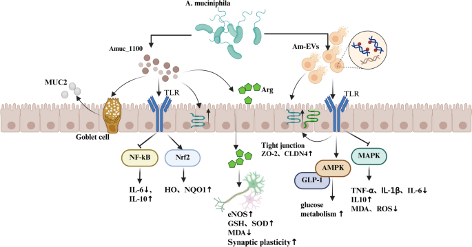 glp 1 role GLP-1 Agonists - What is it? glp 1 role GLP-1 Agonists - What is it?