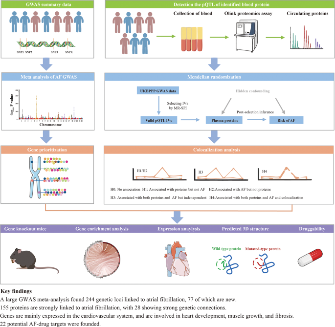 Genomic data-driven framework for drug target discovery in atrial ...