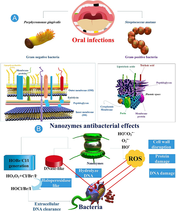 Emerging versatile nanozymes for the therapeutic and diagnostic ...