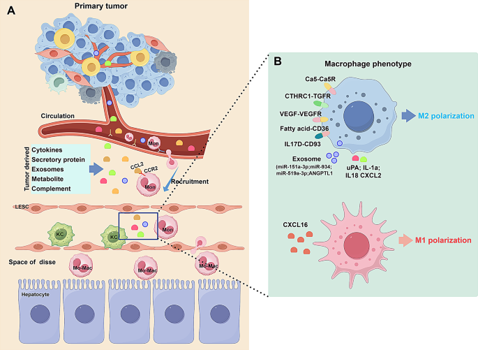 The hepatic macrophage: a key regulator of liver metastatic tumor ...
