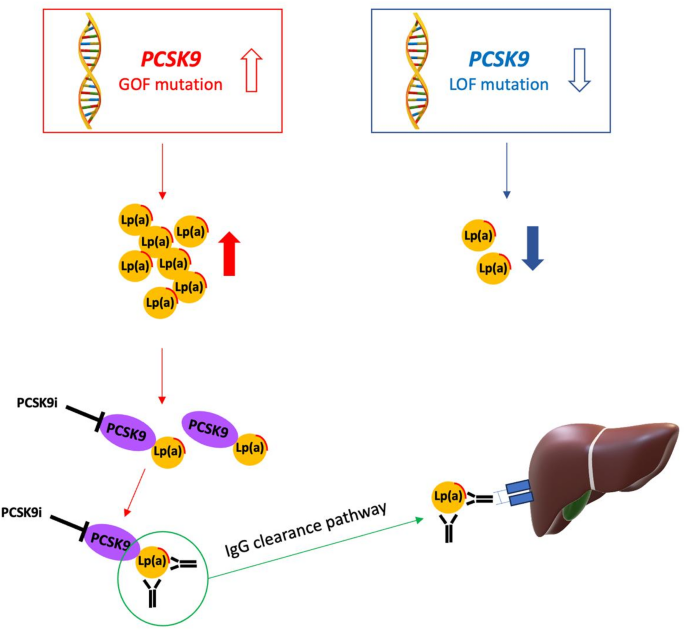 Translating the effect of dual lipid reduction with PCSK9 inhibitors on ...