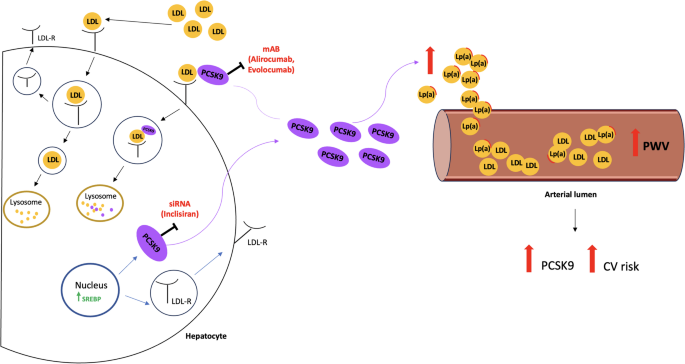 Translating the effect of dual lipid reduction with PCSK9 inhibitors on ...