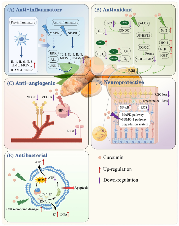 Therapeutic potential of curcumin in ophthalmic diseases: mechanisms ...