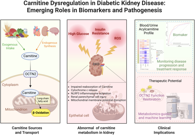 Carnitine dysregulation in diabetic kidney disease: from pathogenic  mechanism to precision biomarker | Journal of Translational Medicine |  Springer Nature Link