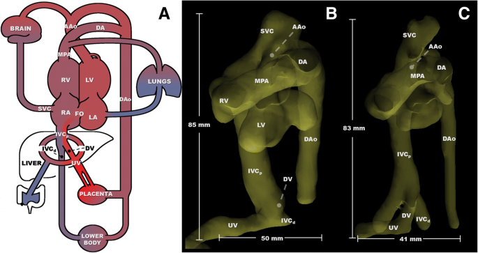 Fetal hemodynamics and cardiac streaming assessed by 4D flow cardiovascular  magnetic resonance in fetal sheep | Journal of Cardiovascular Magnetic  Resonance | Full Text