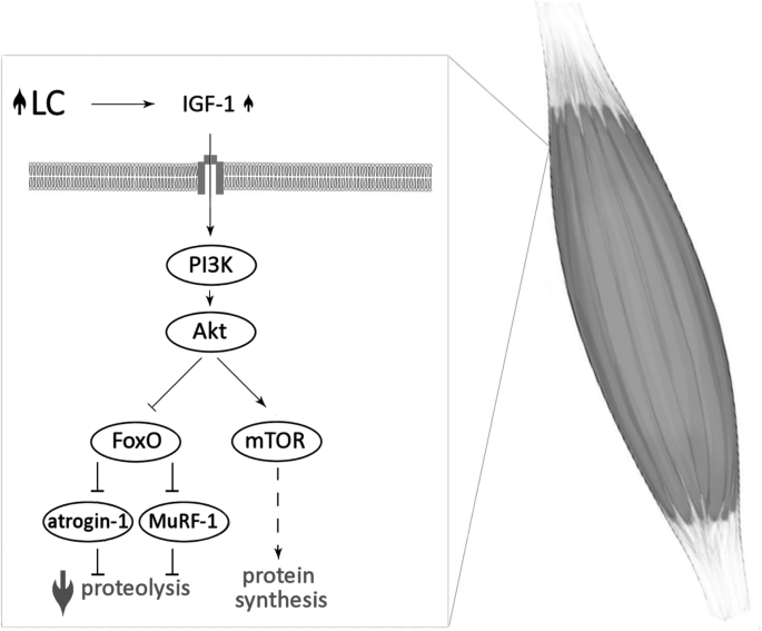 The Bright And The Dark Sides Of L Carnitine Supplementation A Systematic Review Journal Of The International Society Of Sports Nutrition Full Text