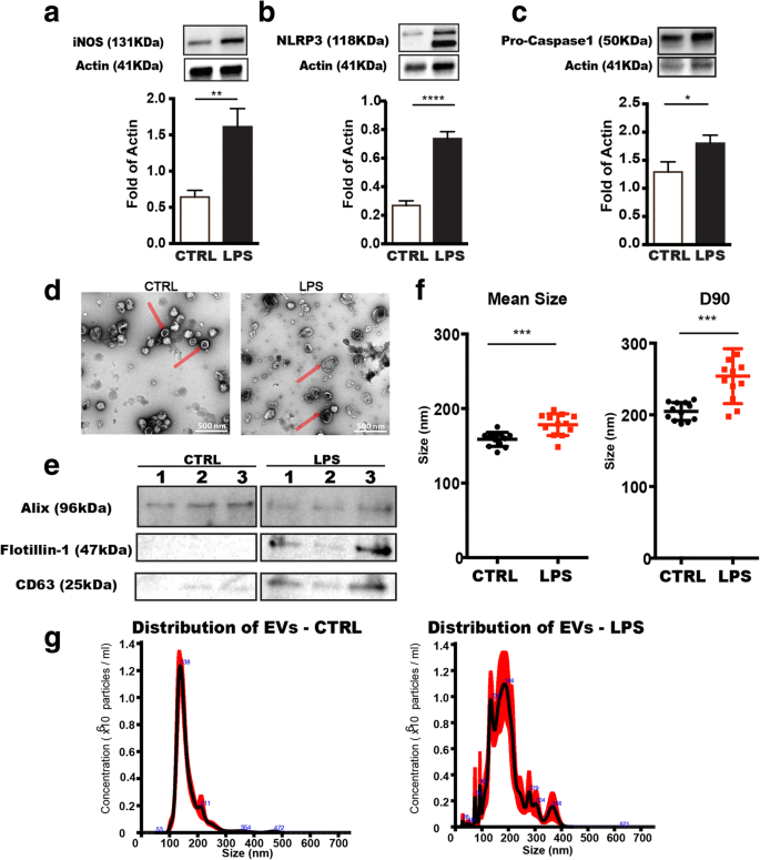 Inflammation Leads To Distinct Populations Of Extracellular Vesicles From Microglia Journal Of Neuroinflammation Full Text