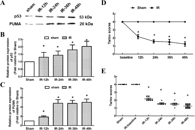 Inhibiting aberrant p53-PUMA feedback loop activation attenuates ischaemia  reperfusion-induced neuroapoptosis and neuroinflammation in rats by  downregulating caspase 3 and the NF-κB cytokine pathway | Journal of  Neuroinflammation | Full Text