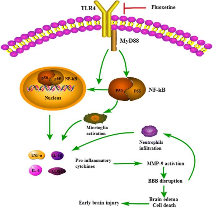 Fluoxetine Attenuates Neuroinflammation In Early Brain Injury After Subarachnoid Hemorrhage A Possible Role For The Regulation Of Tlr4 Myd88 Nf Kb Signaling Pathway Journal Of Neuroinflammation Full Text