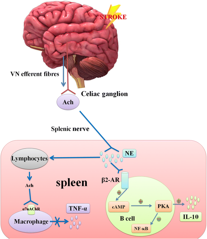 The spleen may be an important target of stem cell therapy for stroke |  Journal of Neuroinflammation | Full Text