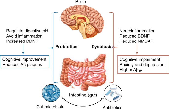 dysbiosis antibiotics
