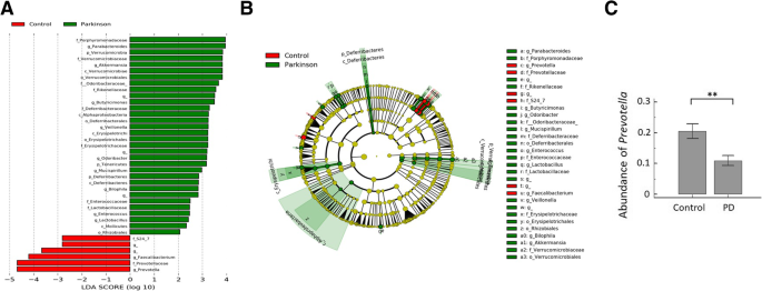 Altered Gut Microbiota And Inflammatory Cytokine Responses In Patients With Parkinson S Disease Springerlink