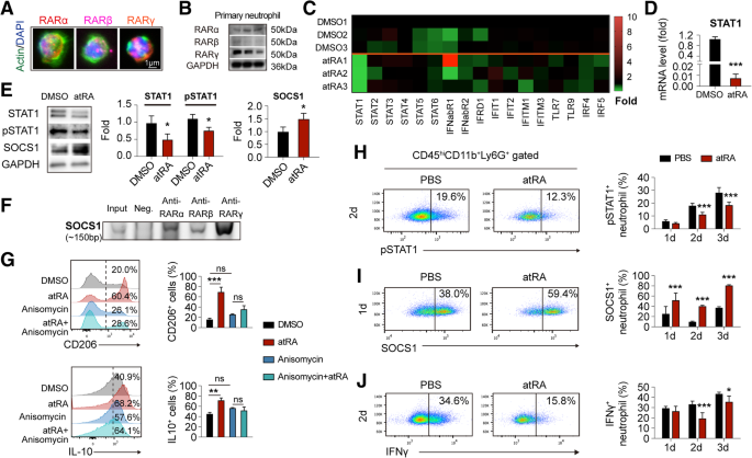 All Trans Retinoic Acid Protects Against Acute Ischemic Stroke By Modulating Neutrophil Functions Through Stat1 Signaling Journal Of Neuroinflammation Full Text