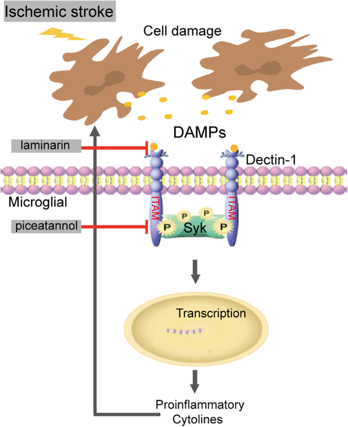 Dectin 1 Syk Signaling Triggers Neuroinflammation After Ischemic Stroke In Mice Journal Of Neuroinflammation Full Text