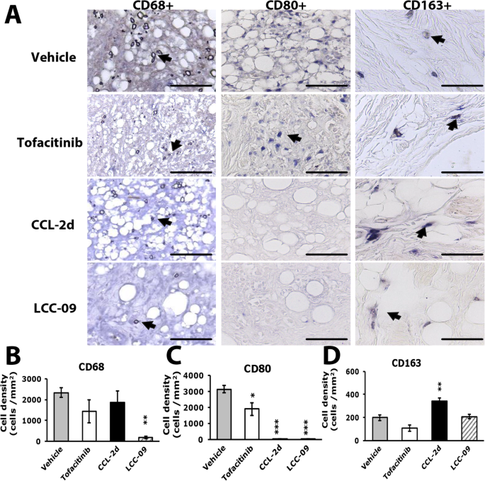 Tdag8 Deficiency Reduces Satellite Glial Number And Pro Inflammatory Macrophage Number To Relieve Rheumatoid Arthritis Disease Severity And Chronic Pain Journal Of Neuroinflammation Full Text