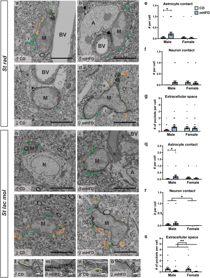 Microglial And Peripheral Immune Priming Is Partially Sexually Dimorphic In Adolescent Mouse Offspring Exposed To Maternal High Fat Diet Journal Of Neuroinflammation Full Text