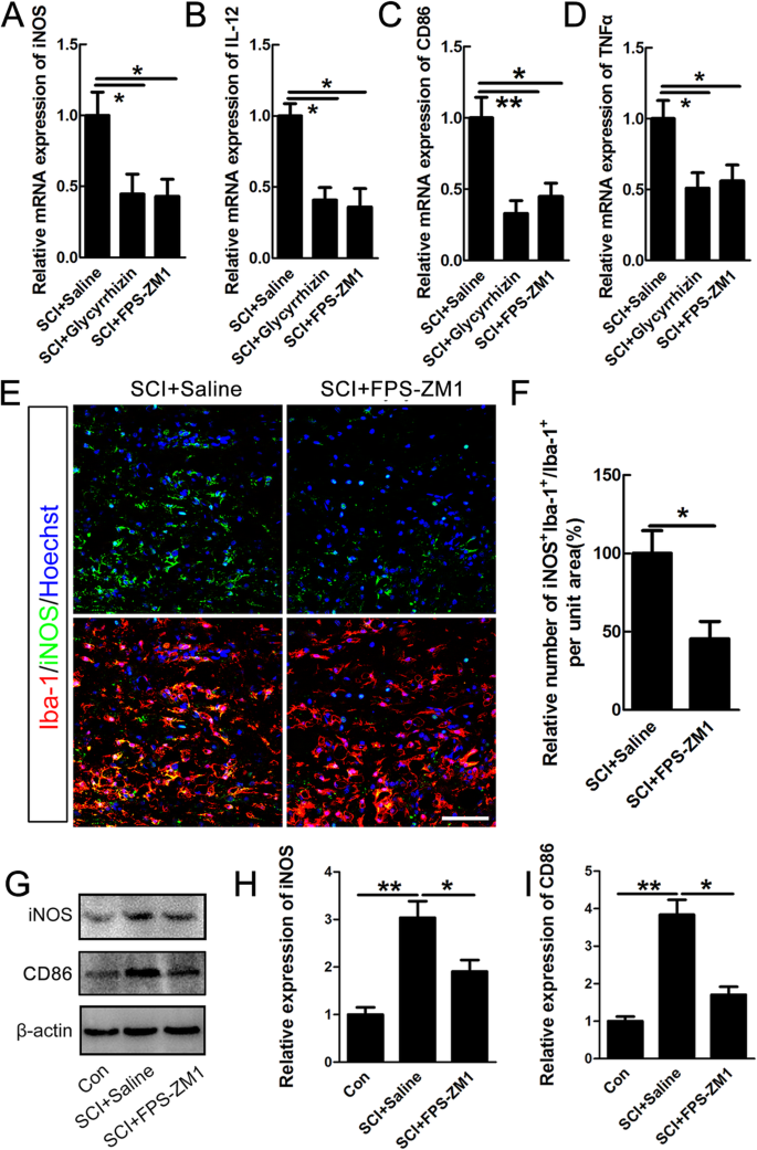 Inhibiting Hmgb1 Rage Axis Prevents Pro Inflammatory Macrophages Microglia Polarization And Affords Neuroprotection After Spinal Cord Injury Journal Of Neuroinflammation Full Text