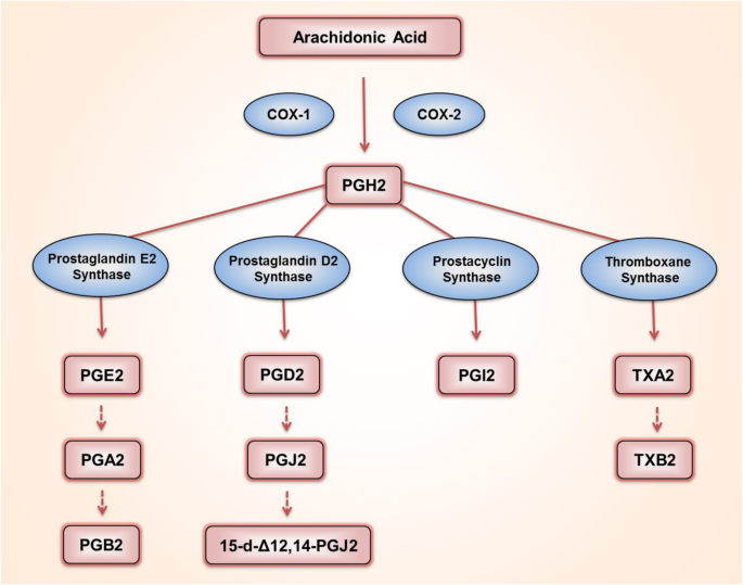 Molecular mechanisms underlying the actions of arachidonic acid-derived  prostaglandins on peripheral nociception | Journal of Neuroinflammation |  Full Text
