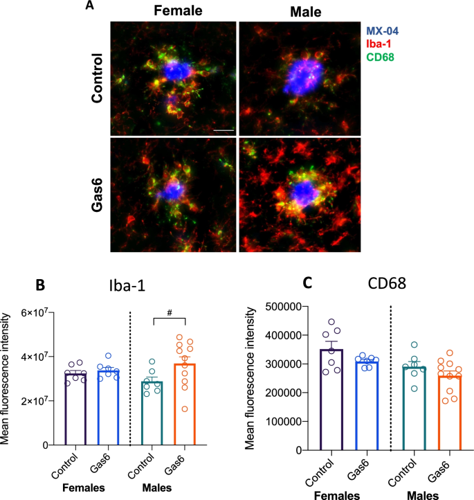 Gas6 induces inflammation and reduces plaque burden but worsens behavior in a sex-dependent manner in the APP/PS1 model of Alzheimer's disease | Journal of Neuroinflammation | Full Text Gas6 induces inflammation and reduces plaque burden but worsens behavior in a sex-dependent manner in the APP/PS1 model of Alzheimer's disease | Journal of Neuroinflammation | Full Text