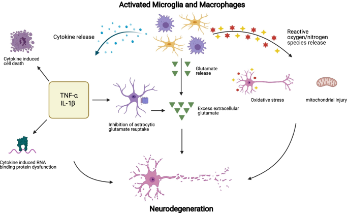 Multiple sclerosis: Serum anti-CNS autoantibodies - John W Prineas