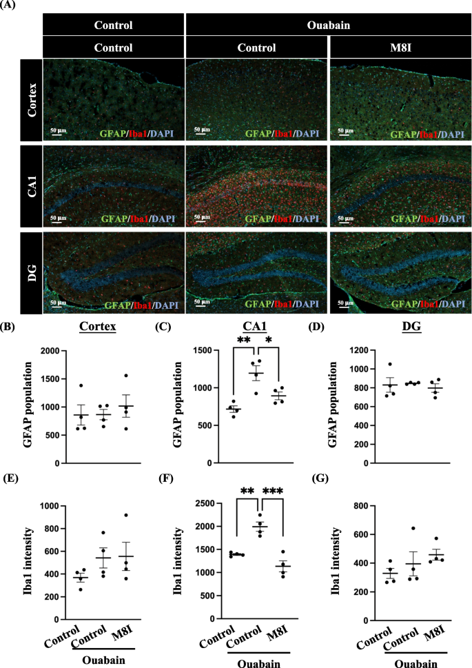 inhibition-of-mmp8-effectively-alleviates-manic-like-behavior-and-reduces-neuroinflammation-by-modulating-astrocytic-cebpd-journal-of-neuroinflammation-full-text