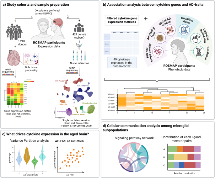 Cytokine expression profile in the human brain of older adults ...