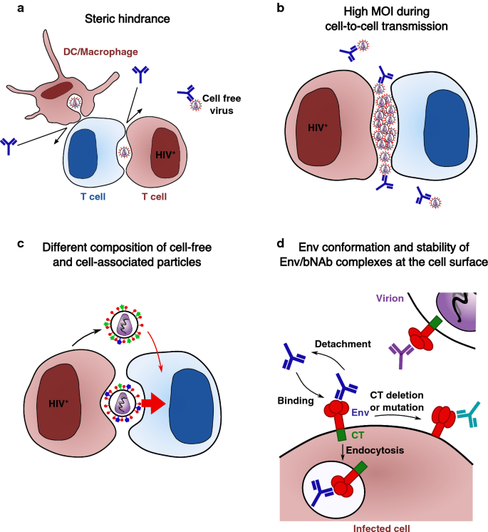 A Better Understanding of How HIV-1 Evades the Immune System