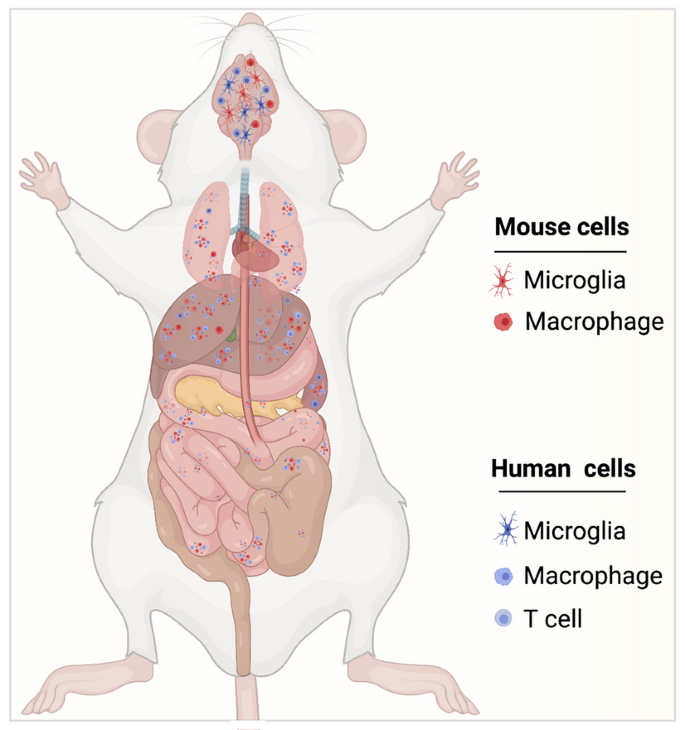 Of Mice And Men: Translating Mouse Age To Human Age - Gowing Life