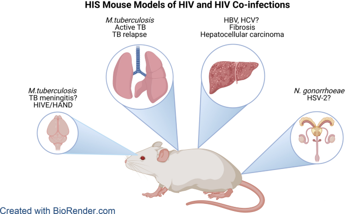 Advancing our understanding of HIV co-infections and neurological disease  using the humanized mouse | Retrovirology | Full Text