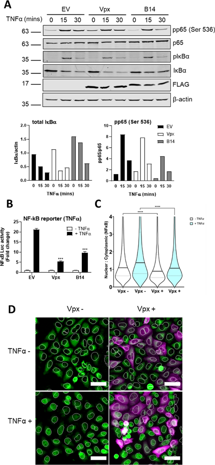 VACV evades p62 via early gene-mediated nuclear relocation. A) Incoming