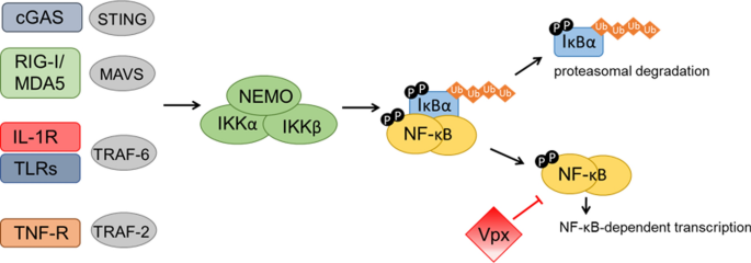 HIV-2/SIV Vpx antagonises NF-κB activation by targeting p65 | Retrovirology  | Full Text