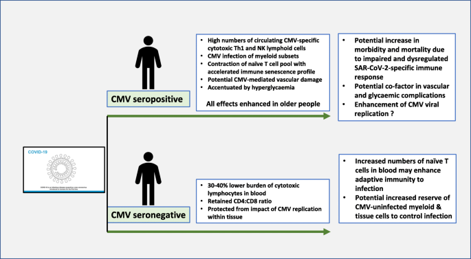 The ancient and the new”: is there an interaction between cytomegalovirus  and SARS-CoV-2 infection? | Immunity & Ageing | Full Text