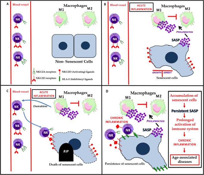 Role of immune cells in the removal of deleterious senescent cells |  Immunity & Ageing | Full Text