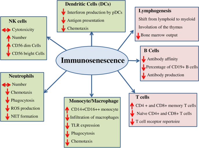 Frontiers  Immunosenescence, aging and successful aging