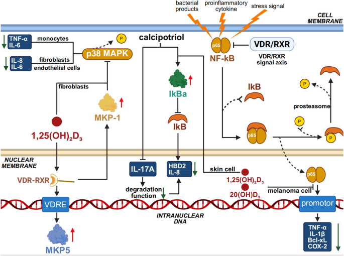 Vitamin D and the aging skin: insights into oxidative stress ...