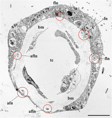 figure 17