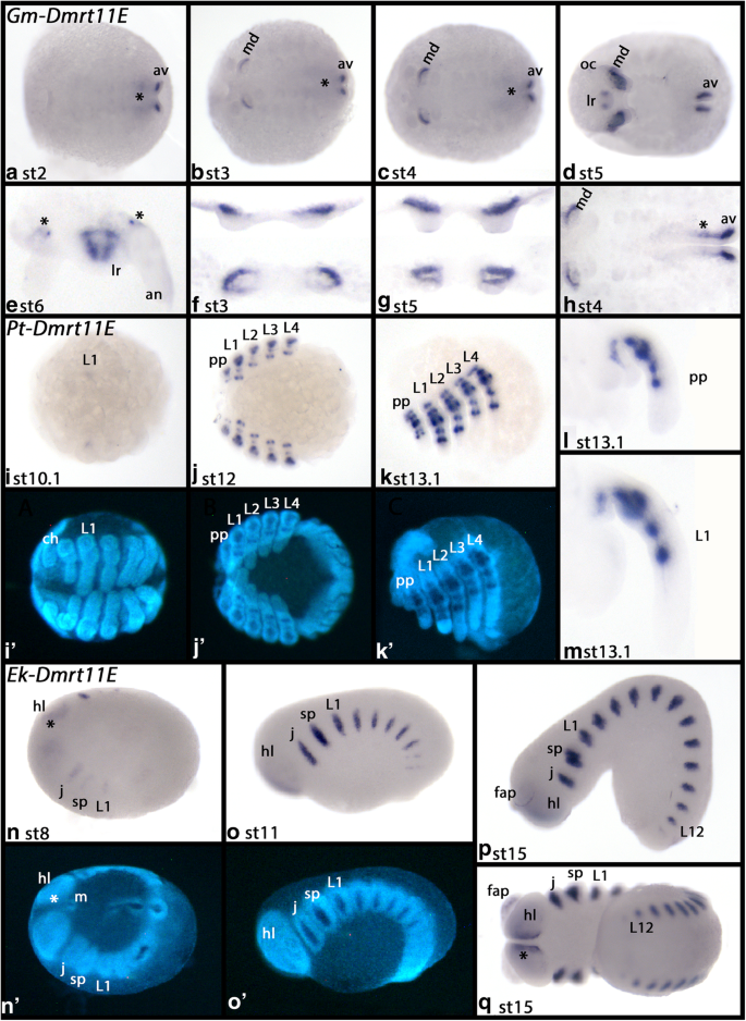 Phylogenetic Analysis And Embryonic Expression Of Panarthropod Dmrt Genes Frontiers In Zoology Full Text