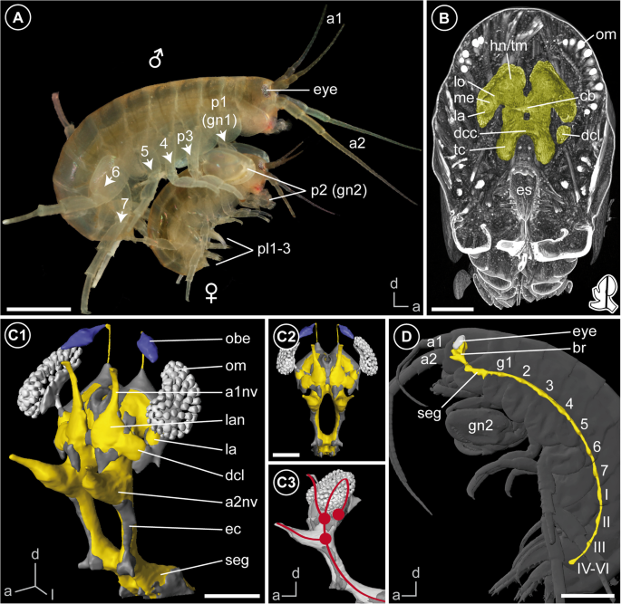 The “amphi”-brains of amphipods: new insights from the neuroanatomy of Parhyale hawaiensis (Dana, 1853) | Frontiers in Zoology | Full Text The “amphi”-brains of amphipods: new insights from the neuroanatomy of Parhyale hawaiensis (Dana, 1853) | Frontiers in Zoology | Full Text