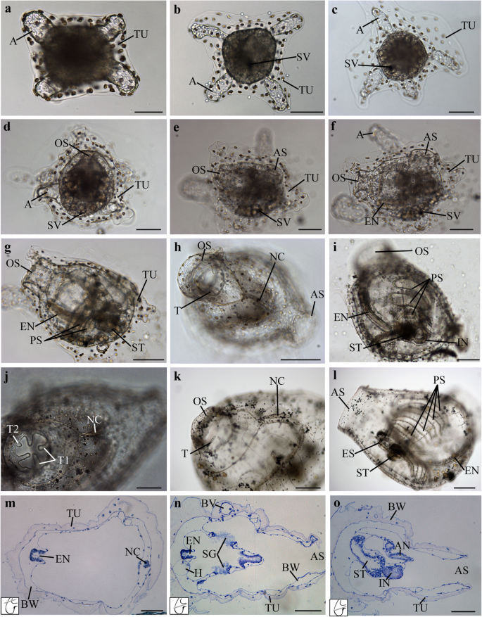 Spawning Induction Development And Culturing Of The Solitary Ascidian Polycarpa Mytiligera An Emerging Model For Regeneration Studies Springerlink