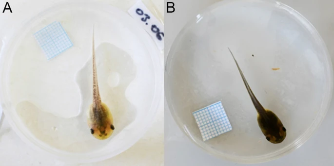 https://media.springernature.com/lw685/springer-static/image/art%3A10.1186%2Fs12983-023-00486-z/MediaObjects/12983_2023_486_Fig1_HTML.jpg?as=webp