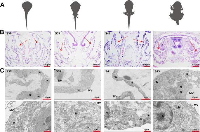 https://media.springernature.com/lw685/springer-static/image/art%3A10.1186%2Fs12983-024-00532-4/MediaObjects/12983_2024_532_Fig1_HTML.png?as=webp