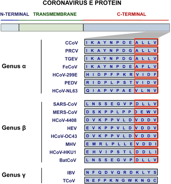 Coronavirus Envelope Protein Current Knowledge Virology Journal Full Text