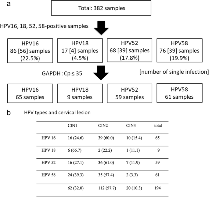 hpv vírus cin 2