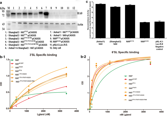 Identifying Novel Amino Acid Substitutions Of Hemagglutinin Involved In Virulence Enhancement In H7n9 Virus Strains Virology Journal Full Text